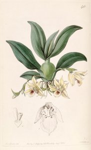 Promenaea rollissonii (als syn. Maxillaria rollissonii) door Miss Drake